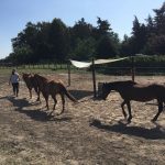 Paardencoaching
