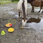 Heroncaoching coaching met paarden